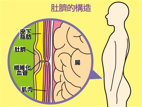 肚臍突然長毛|【肚臍下面長毛】肚臍以下的毛髮秘密：為何肚臍下方。